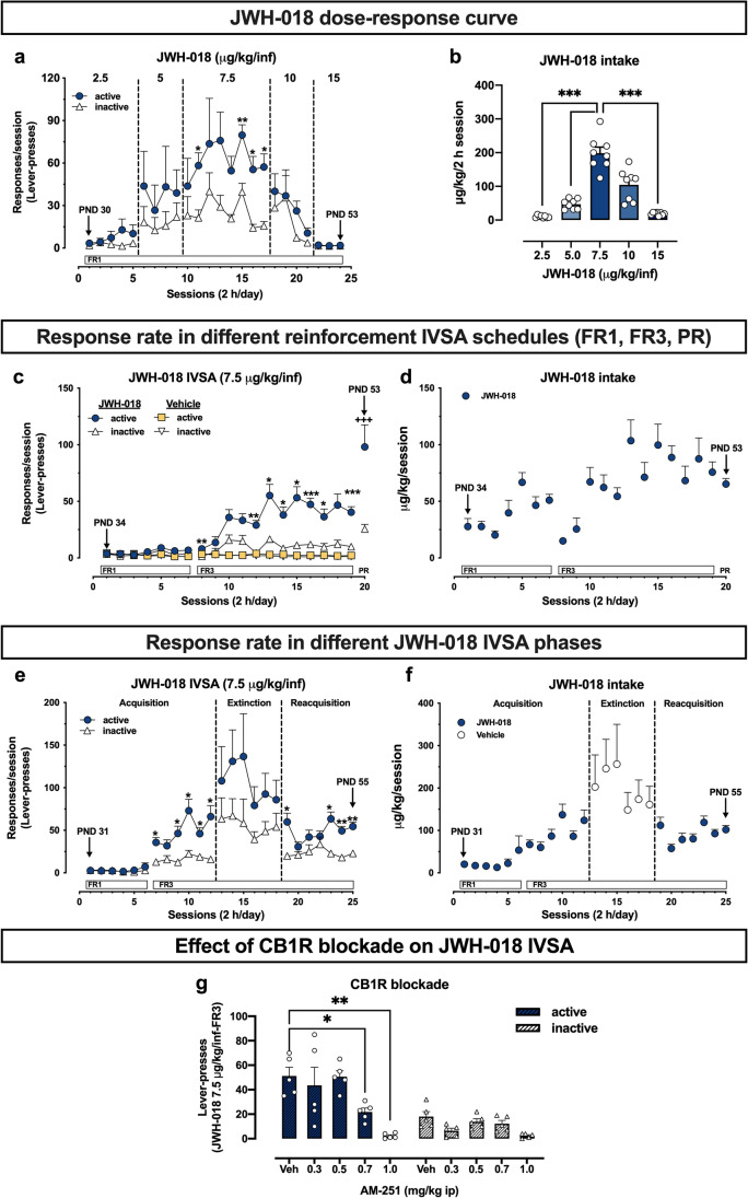 Characterization of JWH-018 IVSA in adolescent mice. (a) JWH-018 dose–response curve in the IVSA experimental paradigm (Experiment I). Results are expressed as mean ± SEM of the number of active (circles) and inactive (triangle) lever presses exhibited during each 2 h daily session under FR1 reinforcement schedules at different JWH-018 doses (2.5–15 µg/kg/inf). *p < 0.05, ** p < 0.01 vs inactive lever presses (two-way ANOVA; Sidak’s post hoc test); N = 8 per group. (b) Daily intake during JWH-018 IVSA dose–response curve. Data are expressed as µg/kg of JWH-018 self-administered during each 2 h daily session. Each bar represents the mean ± SEM of the drug self-administered at each dose during the IVSA sessions as indicated in the panel A, *p < 0.05, **** p < 0.0001 vs all the other groups (one-way ANOVA; Sidak’s post hoc test); n = 8 per group. (c, d) Response rates in different reinforcement IVSA schedules (FR1-FR3-PR; Experiment II). Results are expressed as mean ± SEM of the number of active (circles) and inactive (triangle) lever presses exhibited during each 2 h daily session under FR1, FR3, or PR reinforcement schedules during JWH-018 (7.5 µg/kg/inf) or vehicle (25 µl/inf) IVSA. *p < 0.05, ** p < 0.01, *** p < 0.001 vs inactive lever presses; +++ p < 0.001 vs FR3 session (mean of the last 3 sessions) (two-way ANOVA; Sidak’s post hoc test); JWH-018: N = 10; Veh: n = 15. (e) Response rates in different JWH-018 IVSA phases (Acquisition, Extinction, Reacquisition; Experiment III). Results are expressed as mean ± SEM of the number of active (circles) and inactive (triangle) lever presses exhibited during each 2 h daily session during acquisition, extinction, and reacquisition phases of JWH-018 IVSA (7.5 µg/kg/inf). *p < 0.05, ** p < 0.01 vs inactive lever presses (two-way ANOVA; Sidak’s post hoc test); n = 7 per group. (f) Effect of CB1R blockade on JWH-018 IVSA (Experiment IV). Results are expressed as mean ± SEM of the number of active (black bars) and inactive (white bars) lever presses exhibited 30 min after intraperitoneal injection of vehicle or AM251 (0.3–1.0 mg/kg). *p < 0.05 ** p < 0.01 vs Vehicle (Veh) (one-way ANOVA; Sidak’s post hoc test); n = 5 per group