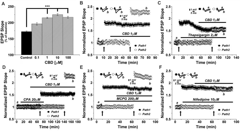 CBD enhances LTP through release of calcium from stores, and through voltage-gated calcium channels (VGCCs) dependent mechanisms. (A) CBD applied at concentration of 0.1, 1, 10 and 100 μM enhances LTP in hippocampal slices (***p < 0.001). (B) In a two pathways protocol, used in this and all following figures, application of 1 μM CBD after a tetanic stimulation of one pathway enhanced LTP in response to the other pathway, without an effect on the already tetanized pathway. (C) The non-competitive inhibitor of the sarco/endoplasmatic reticulum Ca2+ ATPase (SERCA) pump Thapsigargin (2 μM) applied to the slice reduced the already tetanized pathway, and blocked the CBD mediated effect on LTP. (D) The reversible inhibitor of SERCA pumps cyclopiazonic acid (CPA, 20 μM) transiently blocked the effects of CBD on LTP. Upon washout of CPA, the effect of CBD (1 μM) on LTP was restored. (E) The metabotropic glutamate receptor antagonist MCPG (200 μM) was unable to block the effects of CBD on LTP. (F) The L-type VGCCs antagonist nifedipine (10 μM) blocked the effects of CBD on LTP. Representative traces at indicated times (a,b) are shown on top of each section, n = 12 slices for each experiment (see text for further details).