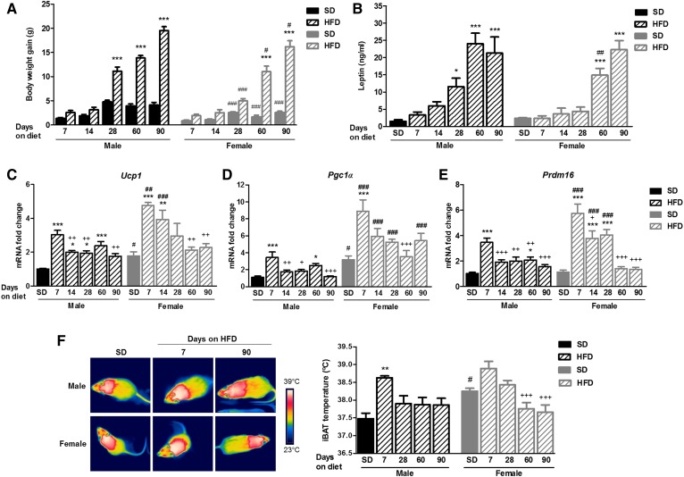 DIO development of male and female mice fed an SD or HFD for 90 days. A: Body weight gain. B: Plasmatic levels of leptin. C–E: Relative mRNA expression of the thermogenic markers UCP1 (C), PGC1α (D), and PRDM16 (E) in BAT of male and female mice fed an SD or HFD for 90 days (n = 8–10). F: Representative infrared thermal images and quantification of interscapular temperature adjacent to the BAT depot of male and female mice fed an SD or HFD for 7, 28, 60, and 90 days (n = 5). Statistical significance was determined by ANOVA and Bonferroni posttest. Error bars represent SEM. *P < 0.05; **P < 0.01; ***P < 0.001 versus its corresponding SD; #P < 0.05; ##P < 0.01; ###P < 0.001 versus male under the same diet conditions; +P < 0.05; ++P < 0.01; +++P < 0.001 versus same gender fed an HFD for 7 days.