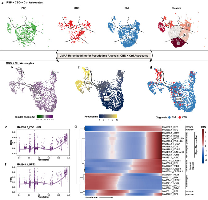 CBD astrocytes acquire an epigenetic state of stress response and neuroinflammation. a All PSP-, CBD-, and Ctrl-derived astrocytes re-embedded in UMAP, stratified by group entity (first, second, third panel), and depicted after k-means clustering in a merged UMAP (fourth panel). One cluster (#3) is specific for CBD astrocytes. Color code indicates group entity or cluster assignments in the first three or the fourth panel, respectively. Dashed lines delineate cluster borders and are transferred to the group-wise depictions. b–d Exclusively CBD- and Ctrl-derived astrocytes re-embedded in UMAP. A pseudotime trajectory leads from a non-specific Ast pool towards a CBD-enriched population. Color code indicates EMX2 TFME (b), pseudotime (c, dimensionless), or group entity (d). The black line indicates the pseudotemporal trajectory from the root towards the end cell. e, f Generative additive model non-linear fits of TFME values over pseudotime of the FOS-JUN (e) or NFE2 (f) motifs indicate parallel increments during the astrocytic transition towards a CBD-state. g Pseudotime heatmap displaying the TFME values of significantly altered TFMs in the start-vs.-end comparison (Wald-testing, BH-adjusted p < .05), as well as markers of early astrocytic development or immune regulation. Biological pathway associations are given on the right. TFME of astrocytic early-stage TFs is gradually decreasing, while immunologically relevant and AP-1 complex-related TFs gain in motif enrichment. IER immediate-early response, TFME transcription factor motif enrichment, Sign significant