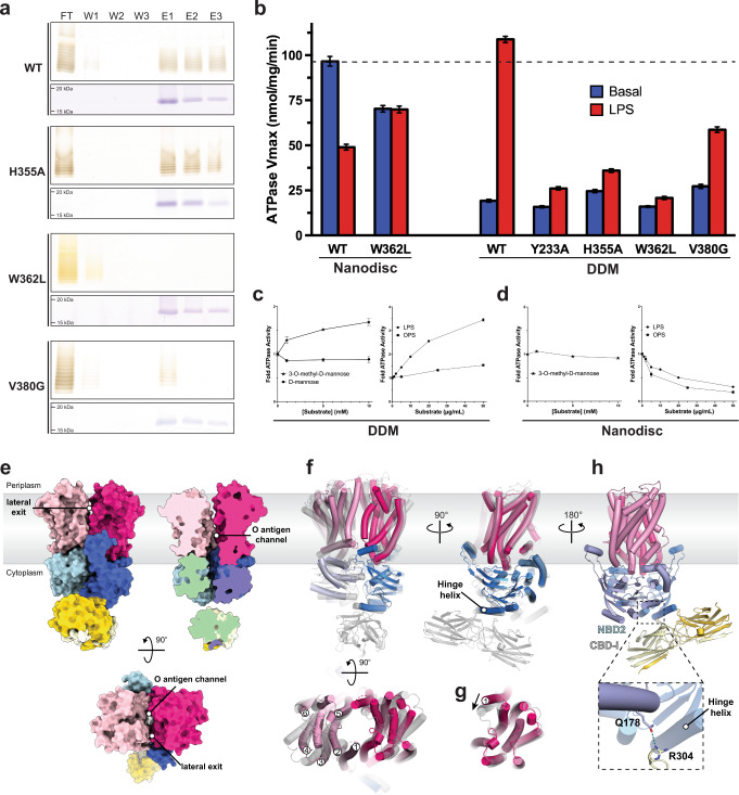Site-directed mutagenesis disrupts LPS binding and O antigen modulated ATPase activity.a SDS-PAGE of pulldown experiments examining A. aeolicus LPS binding against different CBD mutant constructs. Top and bottom panels are silver and Coomassie-blue stained gels, respectively. Uncropped images are provided as Source Data. b ATP hydrolytic activity of WzmWzt and O antigen binding mutants determined in nanodiscs and DDM micelle. WzmWzt ATPase activity measuring the maximum velocity among DDM-solubilized transporter and nanodisc reconstituted constructs in the presence (LPS) or absence (Basal) of saturating A. aeolicus LPS. Data presents the maximum velocity measured from Michaelis Menten non-linear fit model. Each data point is the means from 3 technical repeats. Error bars represent the upper and lower 95% confidence limits from the Michaelis-Menten non-linear fit (profile likelihood) c WzmWzt ATPase activity in a DDM micelle titrating 3-O-methyl-mannose, D-mannose, LPS, and O antigen. Data points represent averaged activities from three replicas normalized to the activity in the absence of substrate. Error bars represent the deviations from the means. d As in panel C but using nanodisc reconstituted WzmWzt. Individual data points are provided as Source Data. e Structure of WzmWzt in a DDM micelle shown as a surface colored according to the individual domains. Data points and error bars as stated under panel (c) f Superimposition of channel-forming nucleotide-free conformations of WzmWzt. The full-length transporter is shown in gray, the CBD-truncated construct (PDB: 6OIH) is colored according to its domains. g TM helix 1 adopts different conformations in CBD-truncated (magenta) and full-length (gray) apo WzmWzt. The structures were aligned on one Wzm subunit and the other domains are not shown for clarity. h Interactions between NBD2 and CBD2-i in the in surfo full-length WzmWzt structure.