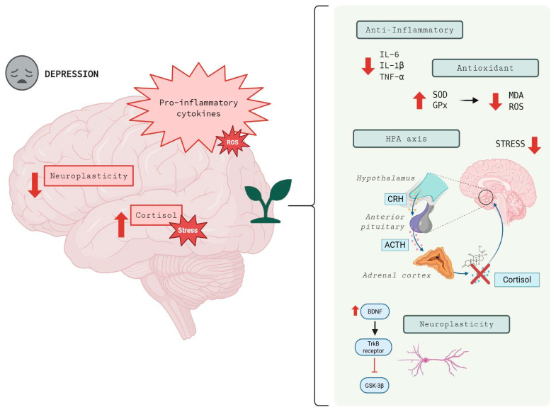 Anti-inflammatory, antioxidant and neuroprotective mechanisms of medicinal plants in MDD. The left section of the diagram illustrates the pathophysiological state of depression, characterized by neuroinflammation (pro-inflammatory cytokines), oxidative stress, HPA axis dysregulation (elevated cortisol and stress levels), and impaired neuroplasticity. The right panel demonstrates the therapeutic actions of medicinal plants: (1) Anti-inflammatory and antioxidant: downward arrows represent the reduction in pro-inflammatory cytokines (IL-6, IL-1β, TNF-α) and oxidative markers (ROS, MDA), while upward red arrows indicate the stimulation of antioxidant enzymes (SOD, GPx). (2) HPA axis modulation: medicinal plants attenuate the stress response (downward arrow) by regulating the secretion of CRH and ACTH, and inhibiting cortisol overproduction (indicated by the red “X”). (3) Restoration of neuroplasticity: bioactive compounds stimulate the BDNF/TrkB signaling pathway. Specifically, the red T-bar symbol represents the direct inhibition of GSK-3β, an enzyme whose suppression is crucial for promoting neuronal survival and synaptic plasticity. Major depressive disorder (MDD), hypothalamic–pituitary–adrenal (HPA), reactive oxygen species (ROS), interleukin-6 (IL-6), interleukin-1 beta (IL-1β), tumor necrosis factor-alpha (TNF-α), superoxide dismutase (SOD), glutathione peroxidase (GPx), malondialdehyde (MDA), corticotropin-releasing hormone (CRH), adrenocorticotropic hormone (ACTH), brain-derived neurotrophic factor (BDNF), tropomyosin receptor kinase B (TrkB), glycogen synthase kinase-3beta (GSK-3β). Created in BioRender.