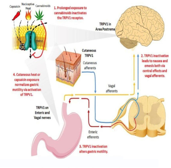 Diagrammatic representation of the pathophysiology of cannabinoid hyperemesis syndrome (CHS).4 5 TRPV1, transient receptor potential vanilloid 1.