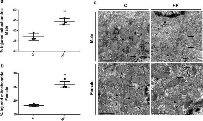 Effect of maternal HF diet on percentage of injured mitochondria in liver in both male (a) and female (b) offspring at 180-day-old. Representative images are shown (c). Data is expressed as mean ± S.E.M, n = 3 per group; **p < 0.001, by Student’s t test.