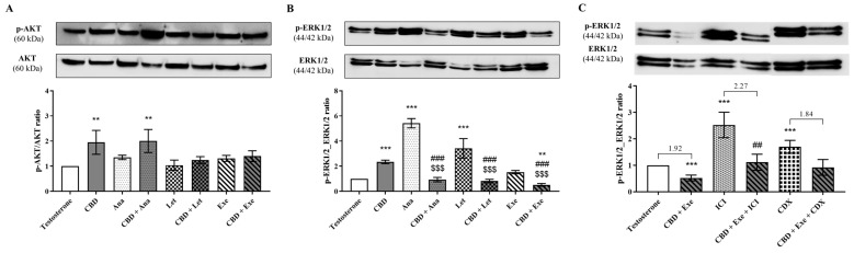 Effects of the AIs, Ana, Let, and Exe, as well as of CBD and their combinations on AKT (A) and ERK1/2 (B,C) signaling pathways. MCF-7aro cells were stimulated with T (1 nM) and treated with the AIs (10 µM), CBD (5 µM), or their combinations in the presence, or not, of ICI (100 nM) or CDX (1 µM) for 3 days. Cells treated only with T were used as control. A representative Western blot of p-p42/44 and p42/44, or of p-AKT and AKT, as well as densitometric analysis of p-p42/44 and p-AKT levels after normalization with p42/44 and AKT levels, respectively, is shown. Statistically significant differences between treated cells and T are expressed as ** (p < 0.01) and *** (p < 0.001), while differences between the combinations and each AI alone are represented as ## (p < 0.01) and ### (p < 0.001) and the differences between the combinations and CBD as $$$ (p < 0.001). The values presented in (C) are the ratio between the respective control and treatment. The original Western blots are represented in Supplementary Figure S1L–O.