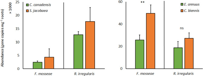 Abundance of arbuscular mycorrhizal fungal taxa in roots of the perennial plant species, Senecio jacobaea and Crepis biennis, and paired weedy annual plants, Conyza canadensis and Erigeron annuus, respectively, co-occurring in the experimental pots as affected by plant species. Bars represent means accompanied by standard errors (n = 10).