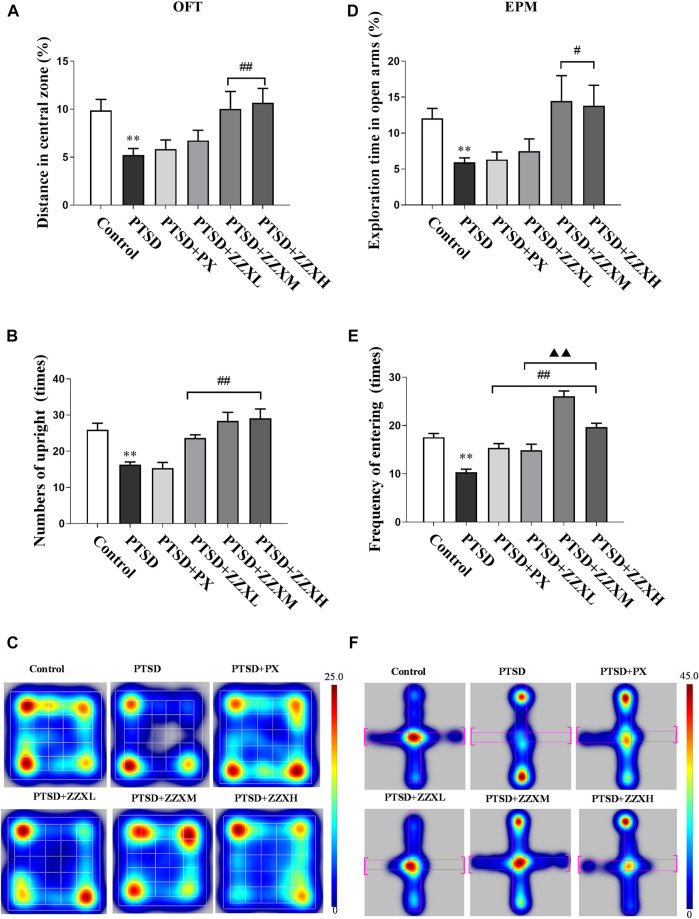 Effects of SPS and FS and ZZX treatment (40, 80, 120 mg kg−1) on OFT and EPM. (A) Distance in central zone; (B) numbers of upright; (C) heat map of the trajectory of an individual mouse over a 5-min testing session in the OFT; (D) exploration time in open arms; (E) frequency of entering; (F) heat map of the trajectory of an individual mouse during the EPM. The horizontals refer to open arms, and the verticals refer to closed arms. Values are expressed as (mean ± SEM, n = 10–15). *p < 0.05, **p < 0.01 vs control group. # p < 0.05, ## p < 0.01 vs PTSD group. ▲p < 0.05, ▲▲p < 0.01 vs ZZXM group.