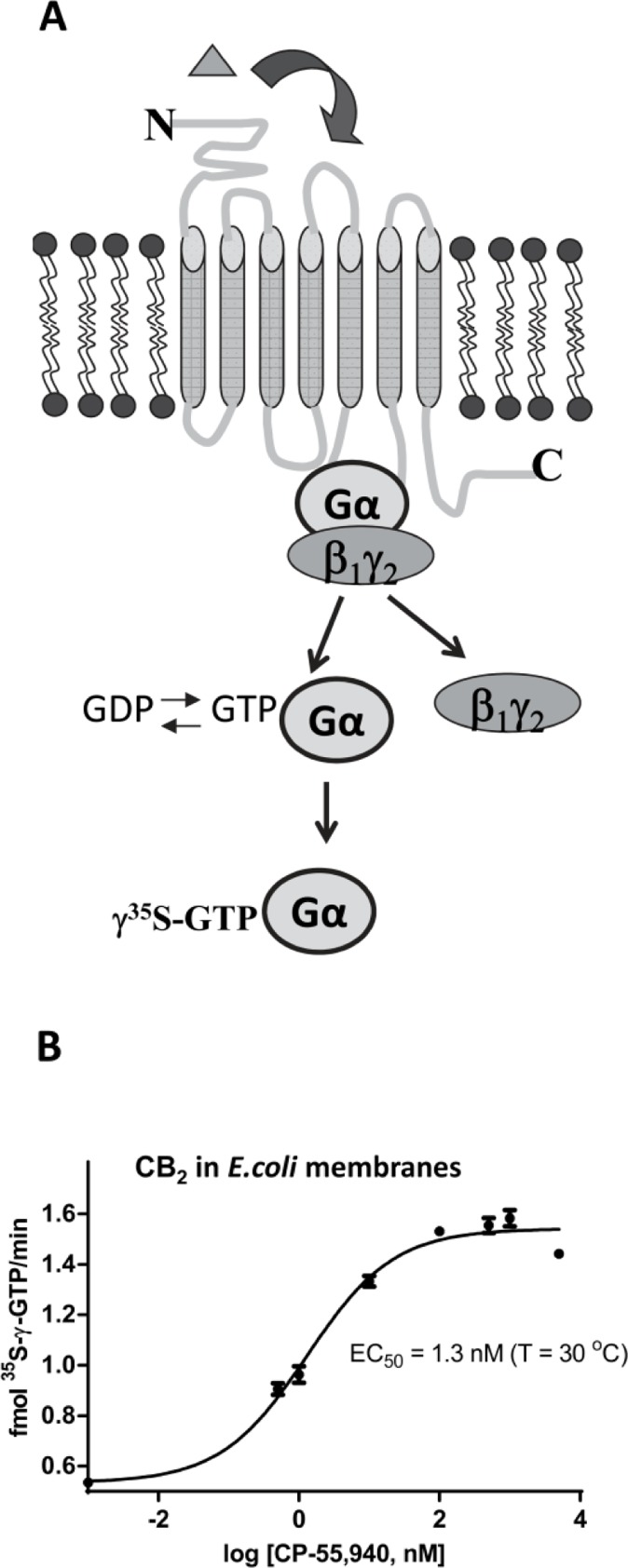Functional characterization of CB2 by G protein-activation assay. (A), a complex of Gα subunit of G protein with the non-hydrolyzable analog of GTP is generated upon activation of G protein on an agonist-bound receptor. The rates of accumulation of the 35S-γ-GTP-Gαi1 complex are proportional to the rate of activation of G protein on a receptor; (B), CP-55,940 dose-dependent activation of G protein by CB2-130 in E. coli membranes. Concentration of components: 3 nM CB2, 100 nM Gαi1, 200 nM Gβ1γ2 in the presence of 35S-γ-GTP and variable concentrations of CP-55,940 solubilized in 10 mM MOPS pH 7.5 supplemented with 0.1% BSA in 50 µL reaction volume as described in [21, 24]. Reactions were started by addition of the radiolabeled analog of GTP, proceeded for 20 minutes at 30°C, and were terminated by addition of 2 mL of the ice-cold stop solution (Tris/MgCl2/NaCl). Reactions were then filtered through 0.45 µ nitrocellulose filters and retained radioisotope counted upon addition of scintillation liquid (adapted from [24]).