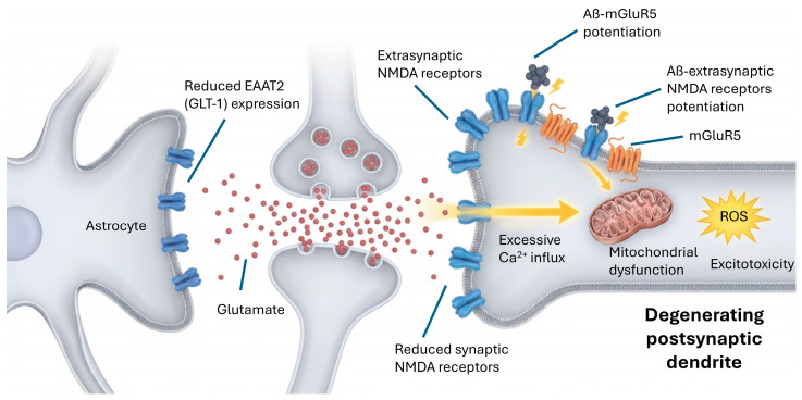 Astrocyte-mediated glutamate clearance is impaired through reduced expression/function of the high-capacity transporter EAAT2/GLT-1, elevating extracellular glutamate and increasing tonic NMDA receptor drive. In parallel, AD is associated with a maladaptive redistribution of NMDA receptors (reduced synaptic NMDARs and increased extrasynaptic NMDARs), biasing signaling toward Ca2+ overload, mitochondrial dysfunction, oxidative stress, and pro-death transcriptional processes rather than long-term potentiation. Furthermore, Aβ-driven potentiation of glutamatergic toxicity (including mGluR5-related mechanisms) integrates peptide pathology with excitatory synapse failure.