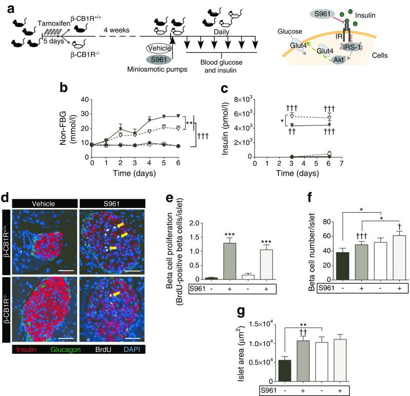 β-CB1R−/− mice are more resistant to the hyperglycaemic effects of S961 than β-CB1R+/+ mice. (a) Schematic of the experimental design. Miniosmotic pumps containing vehicle or 10 nmol S961 (1.2 nmol/day) were implanted subcutaneously in 10- to 12-week-old β-CB1R+/+ and β-CB1R−/− mice 1 month after tamoxifen injections. (b) Non-FBG was measured daily and (c) plasma insulin levels were measured at days 3 and 6 after pump implantation. (d) Immunostaining for insulin (red), glucagon (green), BrdU (white; yellow arrows) and nuclei (DAPI; blue) of pancreases (scale bars, 50 μm). (e) Quantification of beta cell proliferation (BrdU-positive beta cells per islet), (f) beta cell number per islet and (g) islet area. n = 100 islets/group. n = 8 S961-β-CB1R+/+, n = 11 S961-β-CB1R−/− mice, n = 9 vehicle mice. Black circles/bars, β-CB1R+/+ mice treated with vehicle; black triangles/dark grey bars, β-CB1R+/+ mice treated with S961; white circles/bars, β-CB1R−/− mice treated with vehicle; white triangles/light grey bars, β-CB1R−/− mice treated with S961. Data are means ± SEM. Significance by t test, *p ≤ 0.05, **p ≤ 0.01, ***p ≤ 0.001 vs β-CB1R+/+ and †p ≤ 0.05, ††p ≤ 0.01, †††p ≤ 0.001 vs vehicle. See also ESM Fig. 3