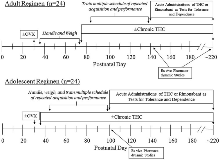 Timeline of manipulations for the two age groups of female subjects that were administered chronic Δ9-THC after either ovariectomy (OVX) or a sham operation.