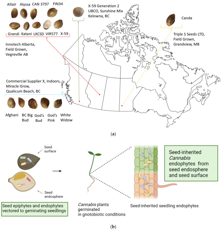 (a) Geographic origin of parental Cannabis sativa accessions used for seed in this study. All experiments were performed at UBCO (Kelowna, BC, Canada). (b) Schematic for the location and isolation of seedling endophytes in this study. Both seed surface and seed endosphere contribute to seed-borne microbiome. Figure 1b was created with BioRender.com.