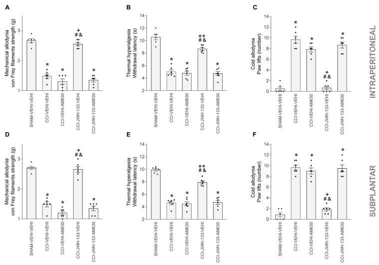 Reversal of the antiallodynic and antihyperalgesic effects of JWH-133 with AM630 in CCI mice. Effects of AM630 injected intraperitoneally (3 mg/kg) or subplantarly (90 µg) on the inhibition of the mechanical allodynia (A,D), thermal hyperalgesia (B,E) and cold allodynia (C,F) produced by the intraperitoneal (50 mg/kg) or subplantar (150 µg) administration of JWH-133 in the ipsilateral paws of CCI mice. For each assay and administration route, the symbols denote significant changes versus * SHAM–VEHI–VEHI, + CCI–VEHI–VEHI, # CCI–VEHI–AM630 and & CCI–JWH-133–AM630 (p < 0.05; one-way ANOVA, followed by Tukey test). VEHI (vehicle). The results are presented as the mean values ± SEM; n = 8 animals/treatment.