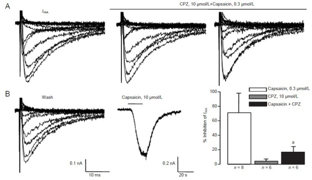 Capsazepine (CPZ) inhibited the capsaicin-induced decrease of Ca2+ current (IHVA) in trigeminal ganglion neurons.(A) Representative traces showing the effects of co-application of capsazepine and capsaicin in a capsaicin-sensitive neuron. (B) Summary data of capsazepine blockade of capsaicin-induced inhibition of IHVA. aP < 0.01, vs. capsaicin alone by unpaired t-test. “n” indicate the times of neurons tested. After IHVA was obtained, neurons were incubated for 3 minutes (min) with 10 µmol/L capsazepine. Capsazepine did not affect the IHVA. With a subsequent application of 0.3 µmol/L capsaicin plus 10 µmol/L capsazepine, and after a 3-minute wash, IHVA remained unchanged. An inward current was induced by 10 µmol/L capsaicin, suggesting it was a capsaicin-sensitive neuron. On average, in the presence of 0.3 µmol/L capsaicin, IHVA was inhibited by 70.0 ± 9.9% (n = 8). In the presence of 10 µmol/L capsazepine, IHVA was inhibited by 2.8 ± 1.8% (n = 6). In the presence of 0.3 µmol/L capsaicin plus 10 µmol/L capsazepine, the inhibition of capsaicin was reduced to 15.5 ± 8.9% (P < 0.01). s: Second.