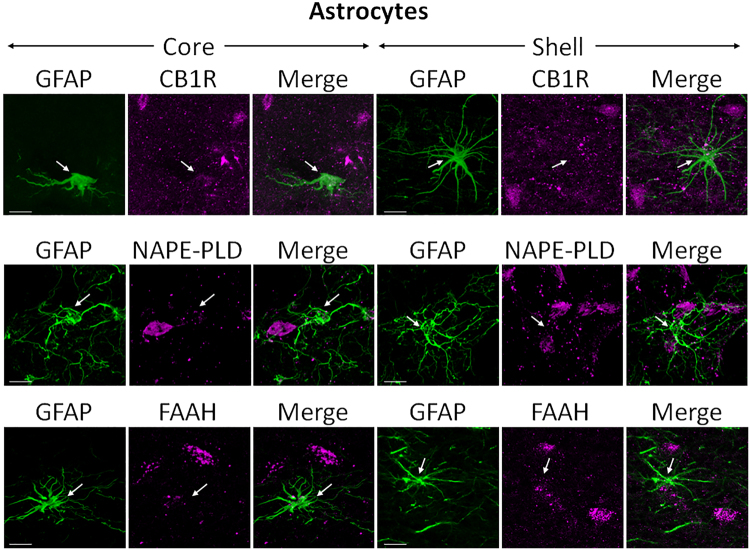 Double-label immunofluorescence illustrating co-localization of CB1R-IR, NAPE-PLD-IR, and FAAH-IR with glial fibrillary acidic protein (GFAP). Confocal micrographs of NAc co-immunolabeled for CB1R, NAPE-PLD, or FAAH (magenta), and GFAP (green), a specific marker for astrocytes, in core and shell. Arrows point at GFAP-positive glial cells that do not express either CB1R, NAPE-PLD, or FAAH. Scale bar = 10 µm.