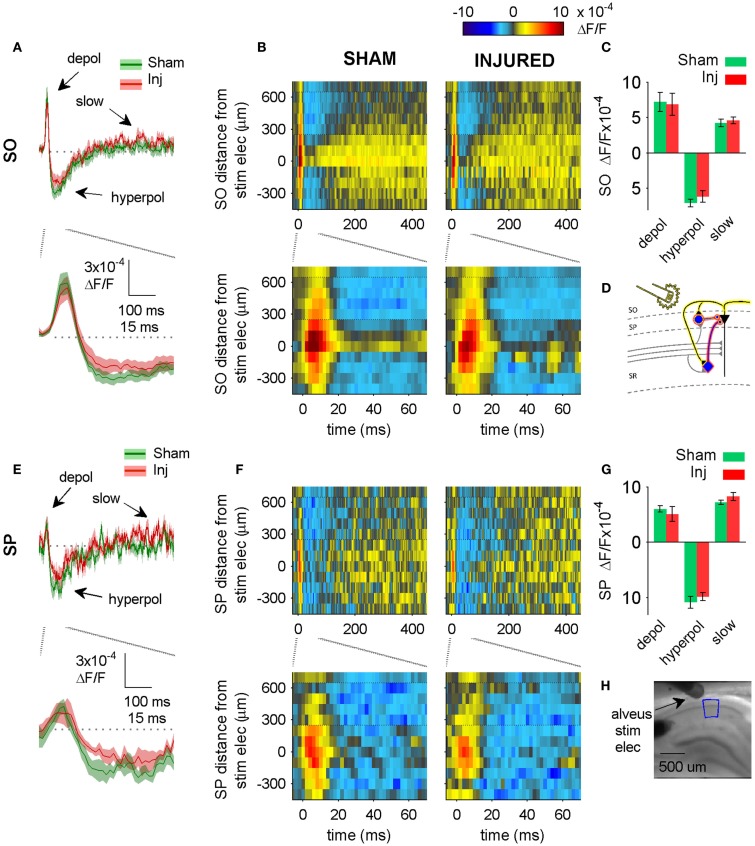 Alveus-evoked responses in aCSF do not change after injury. (A,E) Sham and injured group average VSD traces in SP and SO in response to alveus-stimulation in aCSF. The fast depolarization (0 – 15 ms) in the SO response to alveus stimulation is a combination of APs antidromically propagated toward CA1 pyramidal neuron somata, and the subsequent excitation of SO interneuron dendrites. No significant difference were observed in SP or SO depolarization (antidromic APs plus interneuron dendritic EPSPs) or hyperpolarization. The absence of any changes in depolarization suggests that feedback excitation of interneuron SO dendrites does not change after injury (see also Figure 6 in which the APV and CNQX insensitive component of the depolarization does not change after injury). (B,F) Sham and injured group average rasters for same slices as in (A). Again, no significant differences were observed in any of the evoked responses. Positive distances are toward subiculum, negative distances are toward CA3. Horizontal dotted lines indicate raster region corresponding to multi-segment analysis region (segments 4–6, toward subiculum). (C,G) Group average statistics. No significant differences were observed. (D) Schematic showing antidromic activation of pyramidal neurons (yellow highlight), and direct (yellow highlight) plus synaptic (red highlight) activation of basket cells by alveus stimulation in aCSF. Schaffer collaterals are shaded gray to indicate non-activation by alveus stimulation. (H) Photomicrograph from a representative slice showing typical location of stimulating electrode and region used for analysis of alveus-stimulated responses. SO, stratum oriens; SP, stratum pyramidale; Inj, Injured; depol, depolarization; hyperpol, hyperpolarization; stim elec, stimulating electrode.