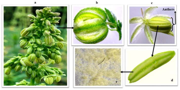 Flowers of industrial hemp showing (a) cluster of flowers at magnification 1.25×; (b) close-up of one immature flower; (c) mature flower showing pollen sacs and some pollen grains on the outside of the anthers at magnification 1.25×; (d) pollen sac containing pollen grains; (e) pollen grains at 4× magnification.