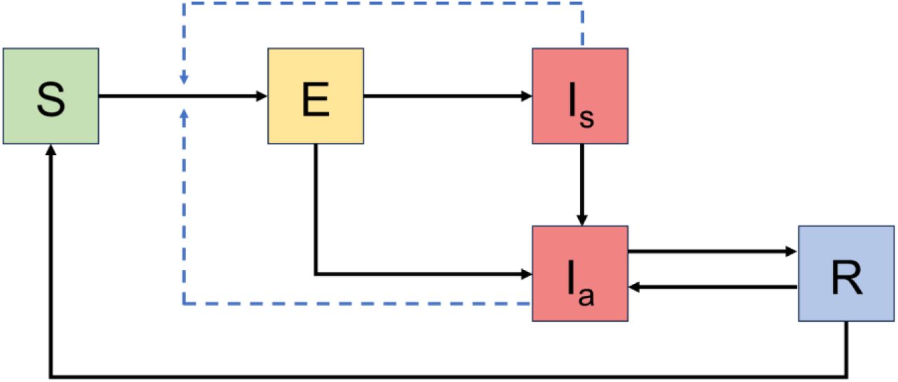 Compartmental model diagram with the following classes: S, susceptible; E, exposed; Ia, infectious asymptomatic; Is, infectious symptomatic; R, recovered. Arrows denote becoming infected, moving through the infection and recovery process, and waning of immunity. Force of infection is denoted by the dashed lines. Births, deaths, and ageing are included in the model but not depicted in the diagram.