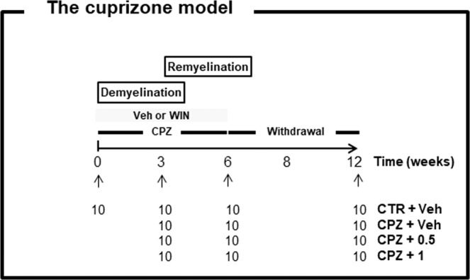 Schematic drawing of the experiment. Mice were divided into a control group fed with a regular chow and a treatment group that received a diet supplemented with 0.2% cuprizone for 3 or 6 weeks. In the recovery group, animals were fed with the CPZ-containing diet for 6 weeks, followed by 6 weeks on a regular diet. At the same time, those animals fed with CPZ were intraperitoneally treated with WIN-55,212-2 (WIN) or phosphate buffered saline (vehicle) once per day. N = 10. Control, animals fed with standard diet and treated with phosphate buffered saline (Veh); CPZ, cuprizone-fed animals; WIN, WIN-55,212-2.