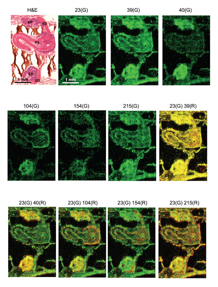 Low molecular mass organic compounds imaged in the epididymis by STCM IMS. The morphology of the male reproductive system is shown at the left top with H&E staining (ED: ejaculatory duct; EP: epididymis; PS: penis sheath; calibration: 1 mm). Localization of ionized sodium (Na, m/z 23), ionized potassium (K, m/z 39), and ionized calcium (Ca, m/z 40) are shown in green. In addition, m/z 104, m/z 154, and m/z 215 are imaged in green (see text for the assignment of these ions). The overlay of sodium ions in green (G) and five other ionized molecules in red (R) accentuated differences in the ion distribution pattern and helped us to identify the localization pattern unique to individual molecules. Calibration (1 mm) in 23G is shared by the rest of the MS images.
