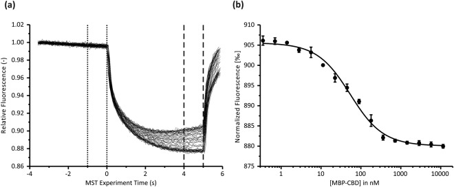 CHP3 binds with high affinity to the CBD region of NHE1 as probed in vitro by microscale thermophoresis. (a) Representative MST data for CHP3:MBP-CBD interaction showing superimposed time traces of five independent titration series for one biological replicate. The fluorescence was normalized to a starting value of 1. The laser was switched off after 5 s and the thermophoresis + T-jump signals were used for data analysis. Time spans for Fc and Fh are indicated with dotted and dashed lines, respectively. (b) MST binding curve derived from (a) as described in Materials and Methods. The line shows the best fit using the bimolecular binding model. The data for three biological replicates are summarized in Table 1. A mean KD = 55.5 ± 6.8 nM (mean ± standard deviation (SD)) was determined.