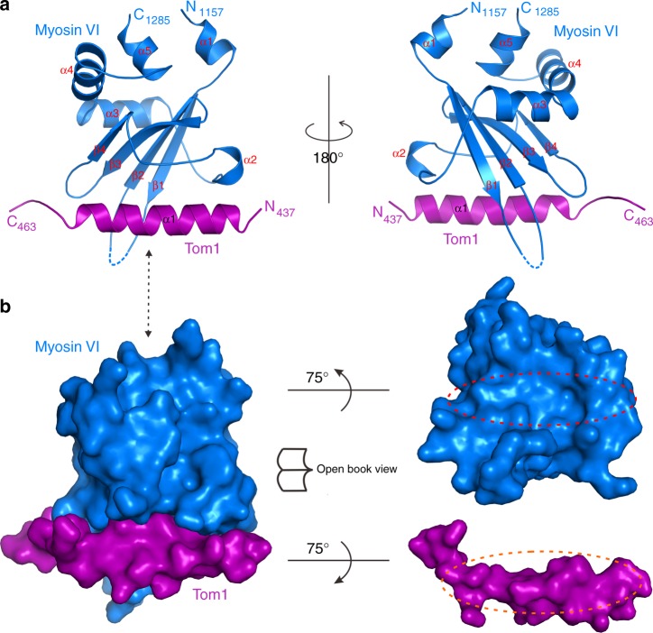 The overall structure of Myosin VI/Tom1 complex. a Ribbon diagram showing the overall structure of the C-terminal CBD of Myosin VI and Tom1 MBM complex. In this drawing, the C-terminal CBD of Myosin VI is shown in blue, and Tom1 MBM in magenta. b Surface representations showing the overall architecture of Myosin VI/Tom1 complex (left panel), and the open-book view of the binding interface between Myosin VI and Tom1 (right panel) with the same color scheme as in a