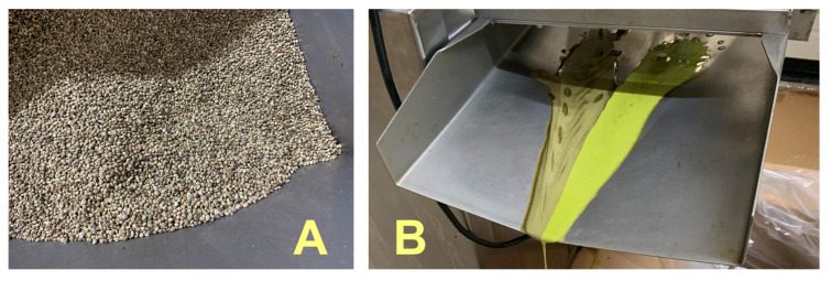 (A): Hemp seeds, ‘Codimono’ variety. (B): The process of cold milling the seeds shown in (A). This oil sample was analyzed in the present work.