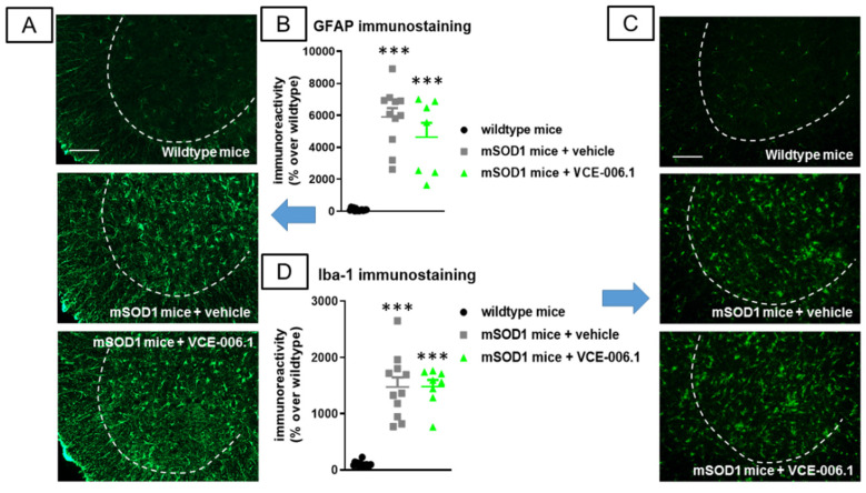 Quantification of GFAP (B) and Iba-1 (D) immunoreactivities, including representative images ((A) and (C), respectively; scale bar = 100 µm), in the lumbar ventral horn (marked with a dotted line) of the spinal cord in wild-type and mSOD1 transgenic mice after a chronic treatment from 63 day-old to 125 day-old with VCE-006.1 (20 mg/kg, daily and i.p.) or vehicle. Values are means ± SEM of more than 6 animals per group. Data were assessed by one-way ANOVA followed by the Tukey test (*** p < 0.005 vs. wild-type mice).