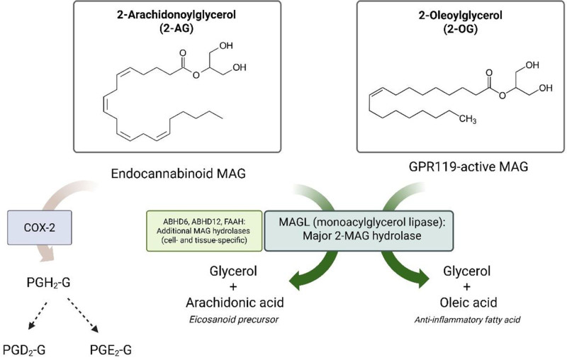 Metabolism of two well-characterized signaling monoacylglycerols (MAGs). Monoacylglycerol lipase (MAGL) is the major enzyme for 2-MAG hydrolysis, and it hydrolyzes 2-AG and 2-OG into glycerol and fatty acids, arachidonic acid and oleic acid, respectively. Besides MAGL, α/β-hydrolase domain-containing 6 (ABHD6) and 12 (ABHD12), and to a lesser extent fatty acid amide hydrolase (FAAH), contribute to 2-AG hydrolysis and shape distinct pools of 2-AG in a cell- and tissue-specific manner [10,15–17]. Once hydrolyzed, arachidonic acid can be further oxidized by cyclooxygenase-2 (COX-2) to produce prostaglandins, whereas oleic acid increases fatty acid oxidation via NAD-dependent deacetylase sirtuin-1 (SIRT1)-peroxisome proliferator-activated receptor gamma coactivator 1-α (PGC-1α)-dependent modulation of PPAR signaling [18,19]. In addition to hydrolytic catabolism, 2-AG can be oxidized into PGH2-G, which is converted by PGD synthase to PGD2-G (DP1 and PPARγ receptor activation via 15d-PGJ2-G) or by PGE synthase to PGE2-G [20–23]. 2-AG, 2-arachidonoylglycerol; 2-OG, 2-oleoylglycerol; ABHD12, α/β-hydrolase domain containing 12 COX-2, cyclooxygenase-2; ABHD6, α/β-hydrolase domain containing 6; FAAH, fatty acid amide hydrolase; MAG, monoacylglycerol; MAGL, monoacylglycerol lipase; PPAR, peroxisome proliferator-activated receptor.