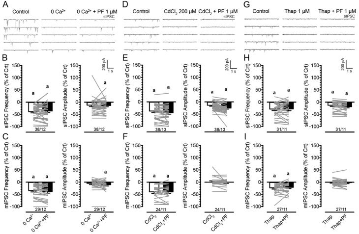 Effects of PF3845 on the frequency and amplitude of IPSCs (% of control) in mPFC neurons are blocked in the absence of extracellular and intracellular calcium. No significant effects were noted for sex and genotype on any sIPSC measure and are therefore collapsed across. (A) Representative traces show sIPSCs before and after 0 Ca2+ ± PF3845 (1 µM) bath application. (B) Removing extracellular calcium from the aCSF in the presence or absence of PF3845 (1 µM) significantly downregulated sIPSC frequency or amplitude (% of control; except for sIPSC amplitude at 0 Ca2+ condition) compared to control condition (before removal of 0 Ca2+, 0%). Importantly, the 0 Ca2+ ± PF3845 condition was not significantly different from 0 Ca2+, indicating PF3845 had no significant effect on sIPSC frequency or amplitude in the absence of extracellular calcium. (C) Similarly, mIPSC frequency or amplitude (% of control) was significantly downregulated by 0 Ca2+ ± PF3845 (except for mIPSC amplitude at 0 Ca2+) with PF3845 showing no further downregulation in the absence of extracellular calcium compared to the 0 Ca2+ condition. (D) Representative traces show sIPSCs before and after CdCl2 (200 µM) ± PF3845 (1 µM) bath application. (E) Application of CdCl2 significantly downregulated sIPSC frequency and amplitude (% of control) in the presence or absence of PF3845 compared to control condition (before CdCl2 treatment, 0%). No differences were noted between CdCl2 and CdCl2 ± PF3845 treatment conditions. (F) For mIPSCs, application of CdCl2 significantly downregulated mIPSC frequency (% of control) from control condition (0%), with CdCl2 ± PF3845 showing no further downregulation compared to the CdCl2 condition. No significant differences were noted for mIPSC amplitude (% of control). (G) Representative traces show sIPSCs before and after thapsigargin (1 µM) ± PF3845 (1 µM) bath application. (H) Application of thapsigargin significantly downregulated sIPSC frequency and amplitude (% of control) in the presence or absence of PF3845 compared to control condition (before thapsigargin treatment, 0%). No differences were noted between thapsigargin and thapsigargin + PF3845 treatment conditions, indicating that depletion of intracellular calcium stores blocked PF3845′s downregulating effects on sIPSC frequency and amplitude (% of control). (I) Similarly, mIPSC frequency was significantly downregulated by thapsigargin, with PF3845 showing no further downregulation compared to thapsigargin alone. No significant differences were noted for mIPSC amplitude (% of control). Data are percent of control data (mean ± SEM) collapsed across sex and genotype. Statistical significance was assessed by ANOVA followed by Bonferroni’s post hoc test and revealed no significant effects. One-sample t-tests with Bonferroni correction assessed significant changes from control condition (0%), a p < 0.05 vs. control (before treatment, 0%). In all panels, sample size is indicated as (cells/mice); please see Supplemental Table S1 for specific information on sample size for sex and genotype. 0 Ca2+, zero extracellular calcium; PF, PF3845; Thap, thapsigargin.