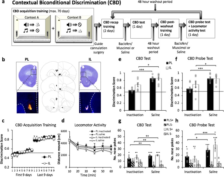 Contextual Biconditional Discrimination (CBD) task. (a) Overview of experimental procedure. Animals were trained to receive reward (sucrose pellets) by nose poking (>0.5 s) into a magazine inside the operant box. During CBD acquisition training, animals were trained to associate two distinct auditory cues with an appetitive outcome (sucrose) or no outcome (house light off), in a context dependent manner. After CBD memory acquisition, animals received bilateral guide cannula implantation surgery, before being subjected to saline and drug (inactivation) treatment testing cycles in a within-subjects experimental design. Each testing cycle (order counterbalanced) began with 2 days of CBD recap training. Once stable CBD memory expression was established, animals received bilateral infusions of either saline or GABAR agonists and underwent a CBD test (with outcomes). After a 48-hour washout period, animals were once again trained on the CBD task, before receiving bilateral infusions (as before) and undergoing a CBD probe test (without outcomes). Each animal underwent two pharmacological treatment cycles (saline and inactivation) separated by a 48-hour washout period. (b) Schematic diagrams and representative photomicrographs showing the position of the injector tip and drug spread in the PL and IL of animals used for the CBD task (PL n = 8, IL n = 7). Drug spread measured using fluorophore-conjugated muscimol had an estimated radius of 0.3 mm for a 0.3ul infusion in both IL and PL. (c) Animals that were later assigned to the 2 cannulation groups showed significant learning (pre-surgery) from the first 9 days to the last 9 days of CBD acquisition training (p < 0.001). (d) Effect of PL and IL inactivation on locomotor activity. Mean distance moved over 10 min intervals (cm) ± SEM is plotted for each treatment cycle, for both cannulation groups. (e–h) Mean discrimination scores (correct nose poke holds during the S+/total nose pokes during S+ and S–, out of 40 trials in total) or mean number of nose-poke hold responses emitted during S+ and S− trials (20 each), averaged across the 2 contexts ± SEM are plotted. The dotted line depicts discrimination performance at chance level. Both PL and IL inactivation significantly impaired CBD performance in the presence of outcomes (e,g, CBD test, p < 0.001) and in the CBD probe test administered under extinction conditions (f,h, CBD probe test, p < 0.001). Asterisks above bars denote significant within subject differences in performance (drug vs. saline) - *,+p < 0.05, **,++p < 0.01, ***,+++p < 0.001.