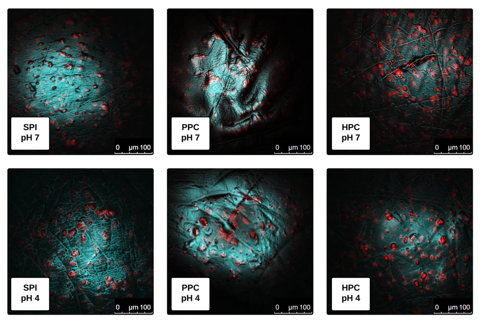 Surface microstructure of alginate–protein beads; spatial distribution of alginate (shown in cyan, labelled with FITC) and plant proteins (shown in red, labelled with Fast Green) in HPC, SPI and PPC beads formulated at pH 4 and pH 7.