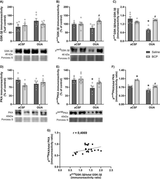 Effect of BCP on GSK-3β and PKA signaling in hippocampus of OUA-infused animals. A–C Representative Western blot images and quantification of total GSK-3β (A), phosphorylated GSK-3β at serine 9 (pSer9GSK-3β; B), and the pSer9GSK-3β/total GSK-3β ratio (C). D–F Representative Western blot images and quantification of total PKA (D), phosphorylated PKA at serine 96 (pSer96PKA; E), and the pSer96PKA/total PKA ratio (F). Pearson’s correlation analyses between pSer96PKA/total PKA ratio and pSer9GSK-3β/total GSK-3β ratio (G). Data are expressed as mean ± standard error of the mean (SEM); n = 6 animals per group. *p < 0.05 vs. aCSF + Saline; #p < 0.05 vs. OUA + Saline (two-way ANOVA followed by Tukey’s post hoc test)