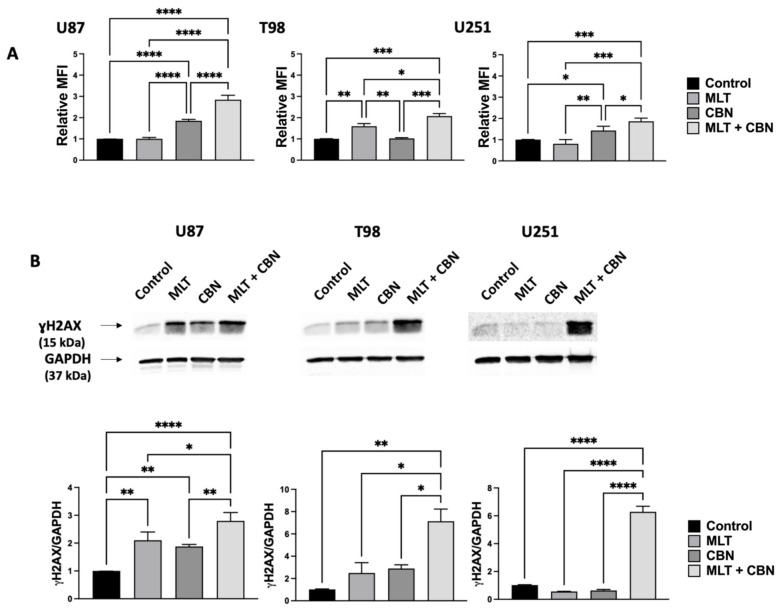 Evaluation of cell death and DNA damage in GBM cell lines following MLT and CBN, alone or in combination. GBM cell lines were treated with MLT or/and CBN for 24 h (U87: MLT 0.3 mg/mL and CBN 25 µM; T98: MLT 0.7 mg/mL and CBN 25 µM; U251: MLT 0.4 mg/mL and CBN 20 µM). (A) Cell death was assessed via PI staining and flow cytometry. Bar graphs represent the relative MFI, expressed as fold change relative to the untreated control for U87, T98, and U251 lines under single or combined MLT and CBN exposure. In all bar graphs, the control group was normalized to 1. Data are presented as the mean ± SD of at least three independent biological replicates. (B) Western blot analysis (top) and corresponding densitometric quantification (bottom) of γH2AX protein levels relative to Glyceraldehyde-3-Phosphate Dehydrogenase (GAPDH) loading control. Statistical significance was determined using a one-way ANOVA followed by Tukey’s post hoc test for multiple comparisons (* p < 0.05, ** p < 0.01, *** p < 0.001, **** p < 0.0001).