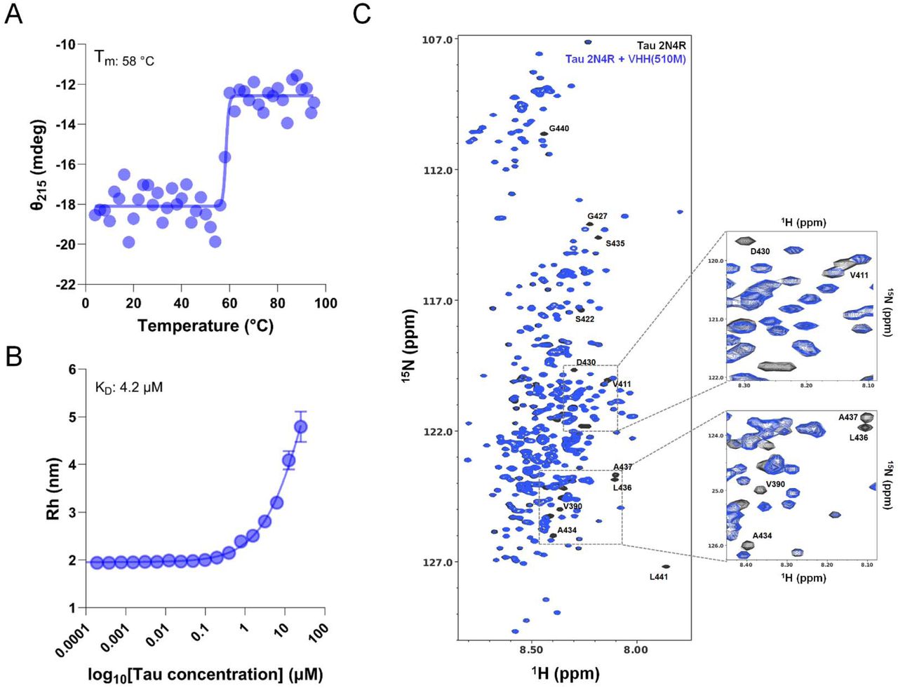 Stability measurements and epitope mapping of anti-tau VHH(510M).(A) Representative thermal denaturation profile of VHH(510M) monitored by circular dichroism (CD) at 215 nm (θ215), measured from 4 °C to 95 °C. Data were fitted to a sigmoidal model to estimate the midpoint of thermal unfolding (Tm). See Figure S7 for additional details.(B) In-solution affinity measurement of VHH(510M) using Flow-Induced Dispersion Analysis (FIDA). The hydrodynamic radius (Rh) of fluorescently labeled VHH(510M) was plotted against increasing concentrations of tau 2N4R monomer. Fitting to a 1:1 binding model yielded a K_D of ∼4.2 µM. See Figure S8 for more information. (C) Overlaid 2D 1H,15N-HSQC spectrum of 15N-labeled tau 2N4R alone (black) and in the presence of equimolar VHH(510M) (blue). Several peaks—particularly in the C-terminal region—shift or disappear upon binding, indicating that (VHH510M) recognizes residues at the carboxy-terminus of tau. Insets show enlarged views of selected regions highlighting peak perturbations.