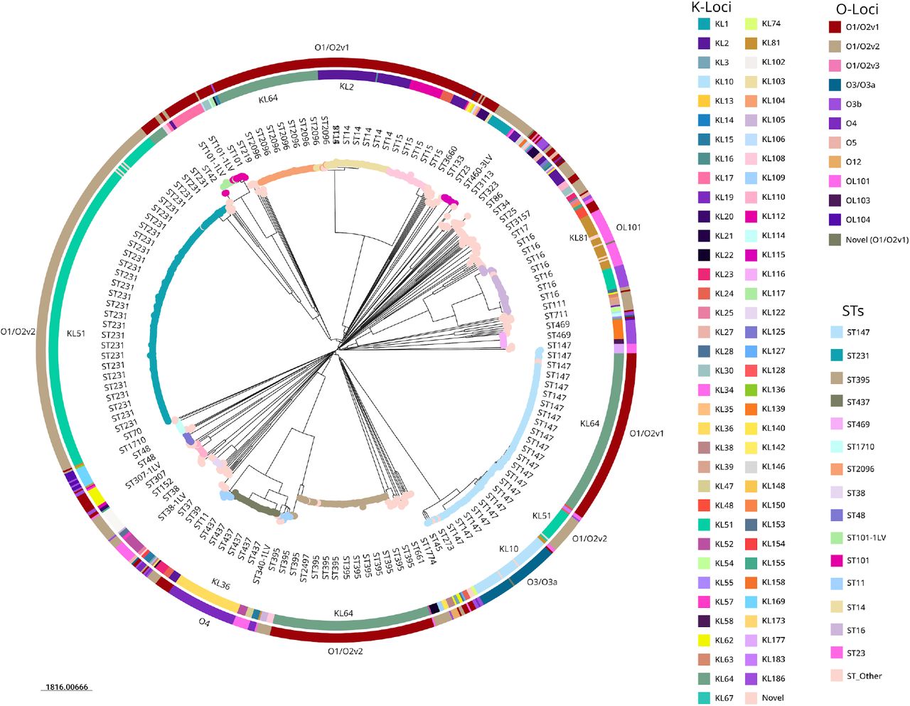 The circular view of the SNP tree was constructed using 100 bootstrap replicates. The tree is midpoint rooted and the scale bar represents the SNPs per variable site. The inner ring represents the K-loci types and the outer ring represents the O antigen types. The nodes are coloured by ST.