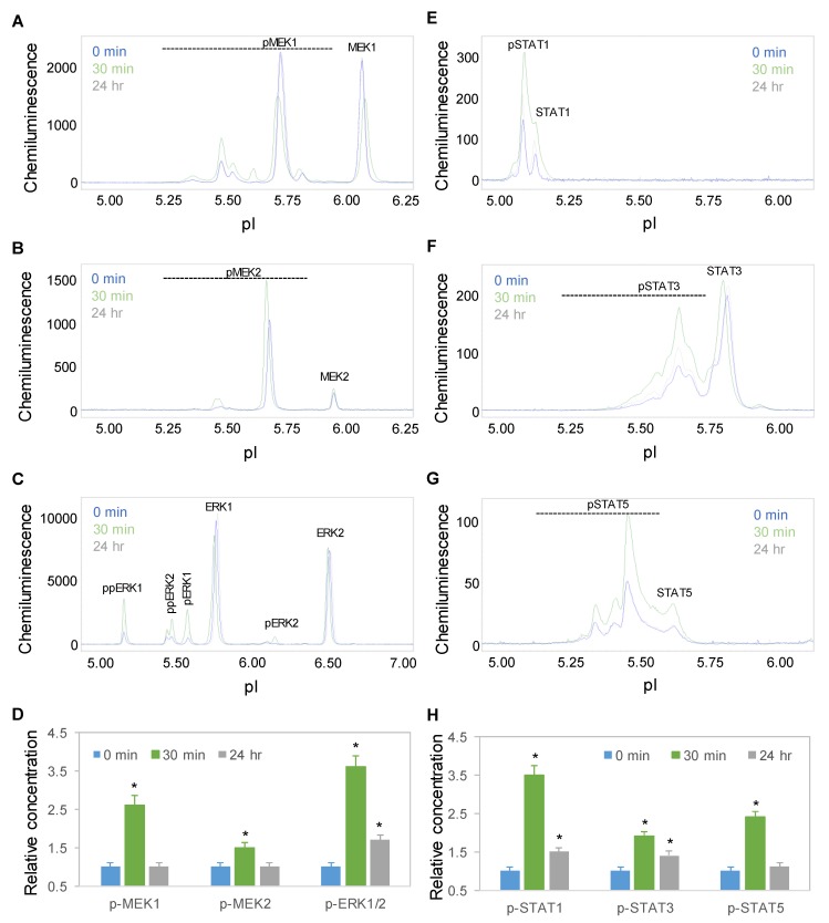 Time-dependent activation of the MAPK and JAK/STAT signaling pathways by copaiba essential oil. (A–C) MEK1 (A), MEK2 (B), and ERK1/2 (C) profiles as functions of time after treatment. (D) Relative concentrations of the MEK1, MEK, and ERK1/2 phosphoisoforms as a function of time after treatment. (E–H) STAT1 (E), STAT3 (F), and STAT5 (G) profiles as functions of time after treatment. (H) Relative concentrations of the STAT1, STAT3, and STAT5 phosphoisoforms as functions of time after treatment. The relative concentration describes the fold change in a protein phosphoisoform after treatment compared to the control condition. The error bars are the standard deviations of six repeated measurements per experimental condition. The asterisks indicate statistical significance for p ≤ 0.05 versus the control. SH-SY5Y cells were treated with 100 ng/mL copaiba essential oil.