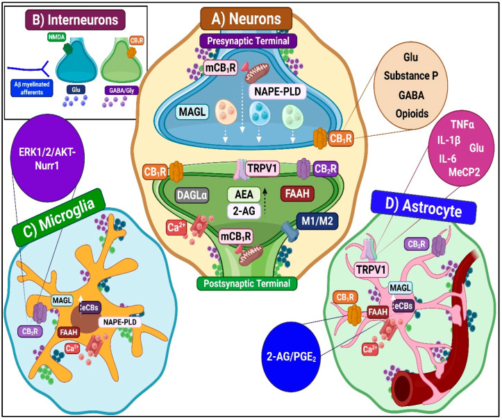 ECS-mediated pronociceptive modulation in the spinal DH. (A) Nociceptive projection neurons: CB1R activation facilitates substance P release from primary afferents, evidenced by NK1 receptor internalization. Prolonged CB1R stimulation induces receptor desensitization and downregulation, diminishing antinociceptive capacity. TRPV1 activation in nociceptive neurons triggers Ca2-dependent signaling pathways (CaMKII, PKC, MAPK/ERK), enhancing channel phosphorylation and promoting NF-κB-dependent production of pro-inflammatory mediators. (B) Interneurons: Activation of CB1R on inhibitory interneurons reduces GABA/glycine release, thereby inducing synaptic disinhibition. TRPV1 activation on GABAergic interneurons triggers Ca2-dependent LTD of excitatory inputs, reducing inhibitory tone onto STT projection neurons and facilitating nociceptive transmission. (C) Microglia: M1 phenotype release pronociceptive mediators (TNF-α, IL-1β, IL-6, BDNF, CCL2, CXCL1) that enhance dorsal horn neuron excitability. P2X4/P2X7 and TLR4 overexpression, along with intracellular cascades (p38 MAPK, ERK1/2, JNK, NLRP3), consolidate the M1 phenotype. Pathological CB2R activation induces desensitization and impaired phagocytosis via ERK/AKT-Nurr1. Microglial TRPV1 activation promotes ROS production and upregulation of IL-1β and TNF-α. (D) Astrocytes: A1 phenotype upregulate inflammatory mediator receptors, enhance connexin-43 gap junctions, downregulate GLT-1, causing glutamate accumulation, and release pronociceptive mediators. Astrocytic CB1R and TRPV1 activation elevate intracellular Ca2+, triggering the release of gliotransmitters and pro-inflammatory mediators.