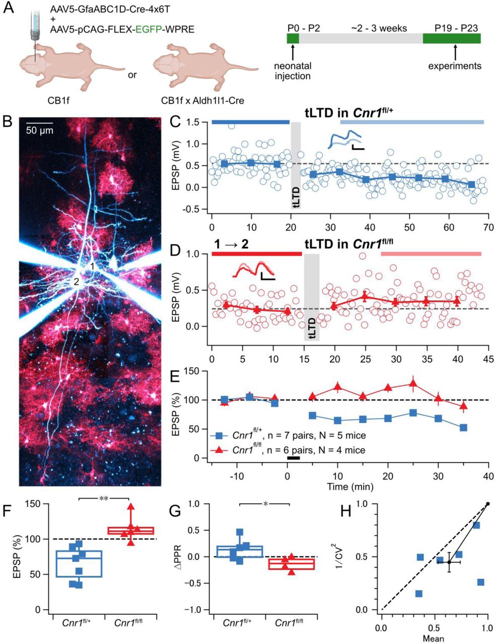 Astrocyte-specific deletion of CB1 receptors prevents L5 PC → PC tLTD(A) Neonatal AAV injections were performed at P0–P2 in heterozygous or homozygous CB1f mice, or CB1f mice were bred with Aldh1l1-Cre mice. Experiments were conducted at P19–P23.(B) Representative quadruple-patch experiment used to assess monosynaptic PC → PC connections (blue, Alexa 594) in slices with astrocyte-specific Cnr1 deletion (red, EGFP). Presynaptic PC1 was connected to postsynaptic PC2.(C) Example recording from tLTD induction experiments in Cnr1fl/+ slice. Gray bar indicates the tLTD induction period. Inset scale bars: 25 ms and 0.2 mV.(D) Example recording from the same PC1 → PC2 connection as in (B), showing failed tLTD in a Cnr1fl/fl slice. Gray bar indicates the tLTD induction period. Inset scale bars: 25 ms and 0.2 mV.(E) tLTD was robust in Cnr1fl/+ (blue) but not in Cnr1fl/fl slices (red).(F) Homozygous astrocyte-specific CB1 receptor deletion abolished tLTD (Cnr1fl/fl: 114 ± 7% vs 100%, one-sample t-test p = 0.1), whereas heterozygous deletion did not (Cnr1fl/+: 68 ± 9% vs 100%, one-sample t-test p < 0.05; genotype comparison t-test p < 0.01).(G) ΔPPR for Cnr1fl/+ group was consistent with presynaptically expressed tLTD (ΔPPR Cnr1fl/+ 0.14 ± 0.08, n = 6 vs Cnr1fl/fl -0.14 ± 0.07, n = 4, t-test p < 0.05).(H) CV analysis in the Cnr1fl/+ group showed most data points below the identity line, consistent with a presynaptic expression (φ = 13 ± 6°, Wilcoxon signed rank p = 0.09). In addition, 1⁄𝐶𝑉2norm was reduced (45 ± 9%, t-test p < 0.01, n = 6), suggesting reduced release probability (Brock et al., 2020).