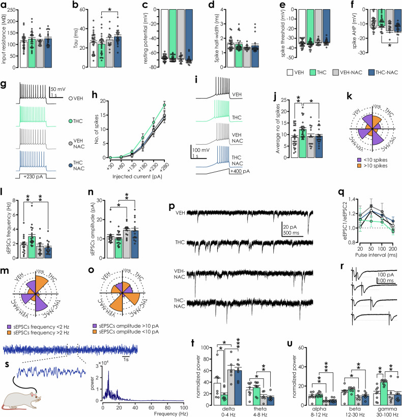 Adolescent THC-exposure-induced alterations in neuronal excitability and synaptic function are prevented by NAC co-treatment.a Input resistance, b membrane time constant and c resting membrane potential were not affected by adolescent THC treatment (n: VEH = 29, THC = 27, VEH-NAC = 15; THC-NAC = 20). Two-way ANOVAs: a IP treatment: F(1,87) = 2.031,p = 0.158; oral treatment: F(1,87) = 0.297, p = 0.587; IP*oral treatment: F(1,87) = 0.064, p = 0.8. b IP treatment: F(1,87) = 0.176, p = 0.676; oral treatment: F(1,87) = 6.174, p = 0.015; IP*oral treatment: F(1,87) = 1.252, p = 0.266; pairwise comparisons: THC vs. THC-NAC p = 0.01. c IP treatment: F(1,87) = 1.477, p = 0.227; oral treatment: F(1,87) = 2.586, p = 0.111; IP*oral treatment: F(1,87) = 0.789, p = 0.377. d Spike half-width and e spike threshold also did not differ between groups. Two-way ANOVAs: d IP treatment: F(1,87) = 0.335, p = 0.564; oral treatment: F(1,87) = 3.288, p = 0.073; IP*oral treatment: F(1,87) = 0.704, p = 0.404; e IP treatment: F(1,87) = 0.009, p = 0.926; oral treatment: F(1,87) = 3.075, p = 0.083; IP*oral treatment: F(1,87) = 0.138, p = 0.711. f Spike AHP was augmented by NAC treatment. Two-way ANOVA: IP treatment: F(1,87) = 0.023, p = 0.88; oral treatment: F(1,87) = 10.52, p = 0.002; IP*oral treatment: F(1,87) = 0.107, p = 0.745; pairwise comparisons: VEH vs. VEH-NAC p = 0.05; THC vs. THC-NAC p = 0.01. g Response of representative layer 2/3 mPFC pyramidal neurons obtained from different treatment groups to current step of +230 pA (square pulse illustrated below voltage trace). h Neuronal gain curves indicate a trend toward increase in excitability following THC exposure, although no interactions with treatments were detected. Two-way repeated measures ANOVA: depolarization step: F(5,435) = 244.787, p < 0.001; depolarization step*IP treatment: F(5,435) = 1.817, p = 0.108; depolarization step*oral treatment: F(5,435) = 0.556, p = 0.734; depolarization step*IP*oral treatment: F(5,435) = 1.526, p = 0.180. i Example traces illustrating action potential firing in response to a current ramp (ramping current injection from 0–400 pA in 1.5 s; 0.266 pA/ms). j Average no. of spikes/ramp was significantly increased following THC exposure. Two-way ANOVA: IP treatment: F(1,85) = 5.197, p = 0.025; oral treatment: F(1,85) = 2.251, p = 0.137; IP*oral treatment: F(1,85) = 3.874, p = 0.052; pairwise comparisons: VEH vs. THC p = 0.001; THC vs. THC-NAC p = 0.013. k Percentage of cells with more/less than 10 spikes in a ramp across treatment groups. l sEPSCs frequency was increased in cells from THC-exposed rats (n = 15–21/group). Two-way ANOVA: IP treatment: F(1,67) = 3.039, p = 0.086; oral treatment: F(1,67) = 10.265, p = 0.002; IP*oral treatment: F(1,67) = 6.475, p = 0.013; pairwise comparisons: VEH vs. THC p = 0.002; THC vs. THC-NAC p < 0.001. m Percentage of cells with sEPSC freq< or >2 Hz across different groups (n: VEH = 17, THC = 21, VEH-NAC = 15; THC-NAC = 16). n sEPSCs amplitude was increased in cells from NAC exposed rats, but not affected by THC exposure. Two-way ANOVA: IP treatment: F(1,67) = 0.497, p = 0.483; oral treatment: F(1,67) = 15.118, p < 0.001; IP*oral treatment: F(1,67) = 0.269, p = 0.606; pairwise comparisons: VEH vs. VEH-NAC: p = 0.022; THC vs. THC-NAC: p = 0.002. o Percentage of cells with average sEPSCs amplitude smaller/larger than 10 mV across treatments. p Examples of sEPSCs recorded from adult pyramidal neurons following different adolescent treatments. q Paired-pulse facilitation ratio is not affected by adolescent treatment (n: VEH = 11, THC = 9, VEH-NAC = 15; THC-NAC = 17). Two-way RM ANOVA: stimulation interval: F(3,144) = 6.805,p < 0.001; stimulation interval*IP treatment: F(3,144) = 0.832, p = 0.478; stim interval*oral treatment: F(3,144) = 0.172, p = 0.915; Stim interval*IP*oral treatment: F(3,144) = 1.311, p = 0.273. r Example recordings representing EPSCs evoked by stimulation pulses delivered with 20, 50, 100 and 200 ms interval (from top to bottom). s Schematic depiction of LFP recording with an example raw signal trace and power spectrum analysis (inset). t and u Average normalized power for specific oscillatory bands was affected by adolescent treatments (n: VEH = 8, THC = 8, VEH-NAC = 6; THC-NAC = 7). Two-way ANOVAs for delta: IP treatment: F(1.25) = 2.523, p = 0.125; oral treatment: F(1.25) = 23.012, p < 0.001; IP*oral treatment: F(1.25) = 1.919, p = 0.178; pairwise comparisons: VEH vs. THC: p = 0.035; VEH vs. VEH-NAC: p = 0.026; THC vs. THC-NAC: p < 0.001; theta: IP treatment: F(1.25) = 0.109, p = 0.744; oral treatment: F(1.25) = 15.214, p < 0.001; IP*oral treatment: F(1.25) = 0.533, p = 0.472; pairwise comparisons: VEH vs. VEH-NAC: p = 0.038; THC vs. THC-NAC: p = 0.003; alpha: IP treatment: F(1.25) = 1.428, p = 0.243; oral treatment: F(1.25) = 25.1, p < 0.001; IP*oral treatment: F(1.25) = 0.076, p = 0.785; pairwise comparisons: VEH vs. VEH-NAC: p = 0.003; THC vs. THC-NAC: p < 0.001; beta: IP treatment: F(1.25) = 2.449, p = 0.13; oral treatment: F(1.25) = 14.204, p < 0.001; IP*oral treatment: F(1.25) = 0.083, p = 0.776; pairwise comparisons: VEH vs. VEH-NAC: p = 0.024; THC vs. THC-NAC: p = 0.007; gamma: IP treatment: F(1.25) = 4.432, p = 0.045; oral treatment: F(1.25) = 6.456, p = 0.018; IP*oral treatment: F(1.25) = 4.784, p = 0.038; pairwise comparisons: VEH vs. THC: p = 0.004; THC vs. THC-NAC: p = 0.002. Patch clamp recordings were taken from layer 2/3 mPFC pyramidal neurons obtained from 28 adult male rats (VEH = 7, THC = 8, VEH-NAC = 5; THC-NAC = 8).