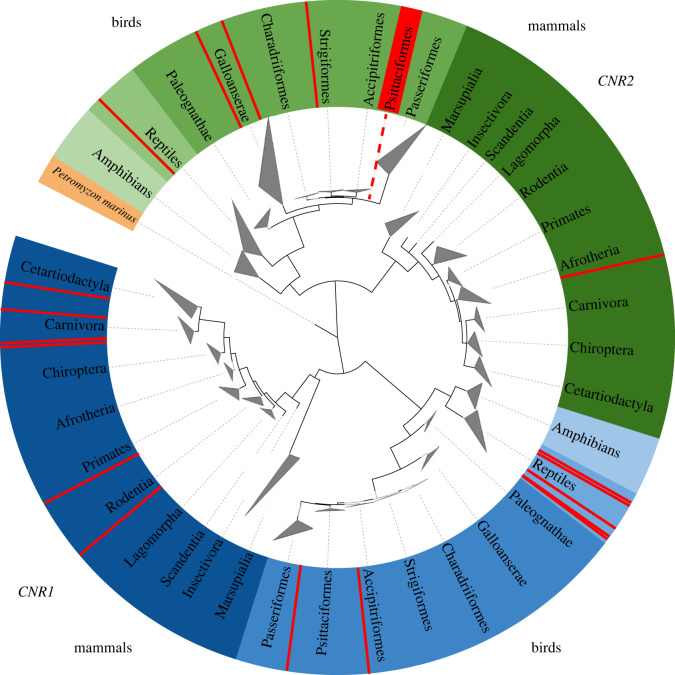 Phylogenetic tree showing gene-specific clustering of CNR1 (blue) and CNR2 (green). Lamprey (orange) shows the root of the tree as a common ancestor of the genes. Terminal triangles represent collapsed taxon-specific branches. The red colour highlights the presence of species with missing receptors (i.e. cases where the receptors were not revealed in the database search). A fully expanded tree is provided in the electronic supplementary material, figure S1).