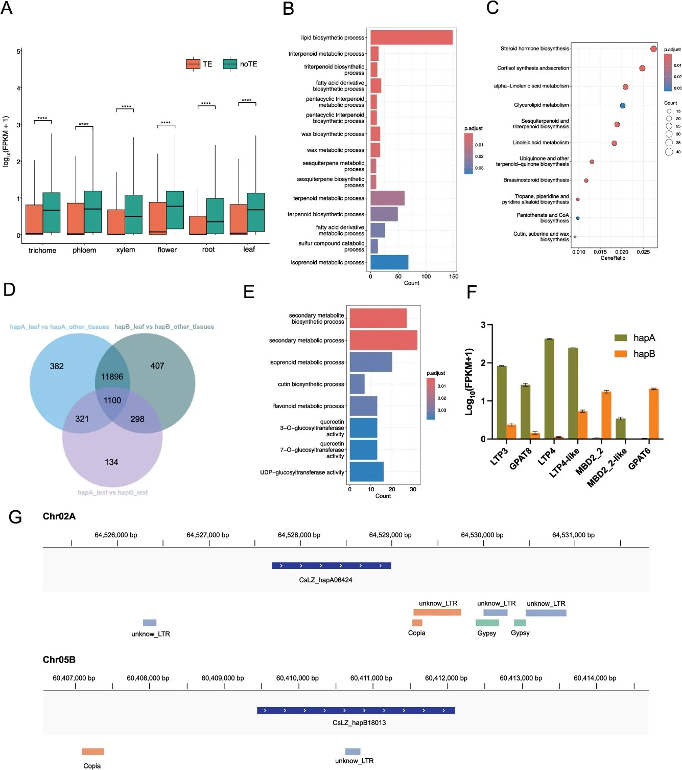 TE-mediated transcriptional suppression and allelic regulation of cuticle biosynthesis (A) Effects of TE insertions on gene expression across different tissues. Statistical significance was determined using the two-sided Mann–Whitney test, **** indicates P < 0.0001. (B) GO enrichment analysis of TE-gene. (C) KEGG enrichment analysis of TE-gene. (D) Venn diagrams of the number of different expression genes in the leaf. (E) GO enrichment analysis of leaf tissue-specific genes with allelic differential expression. (F) Expression levels of seven cutin biosynthetic process genes. (G) TE insertion in LTP4-like. LTP4-like_hapA without TE insertion (up) and LTP4-like_hapB with TE insertion (down).
