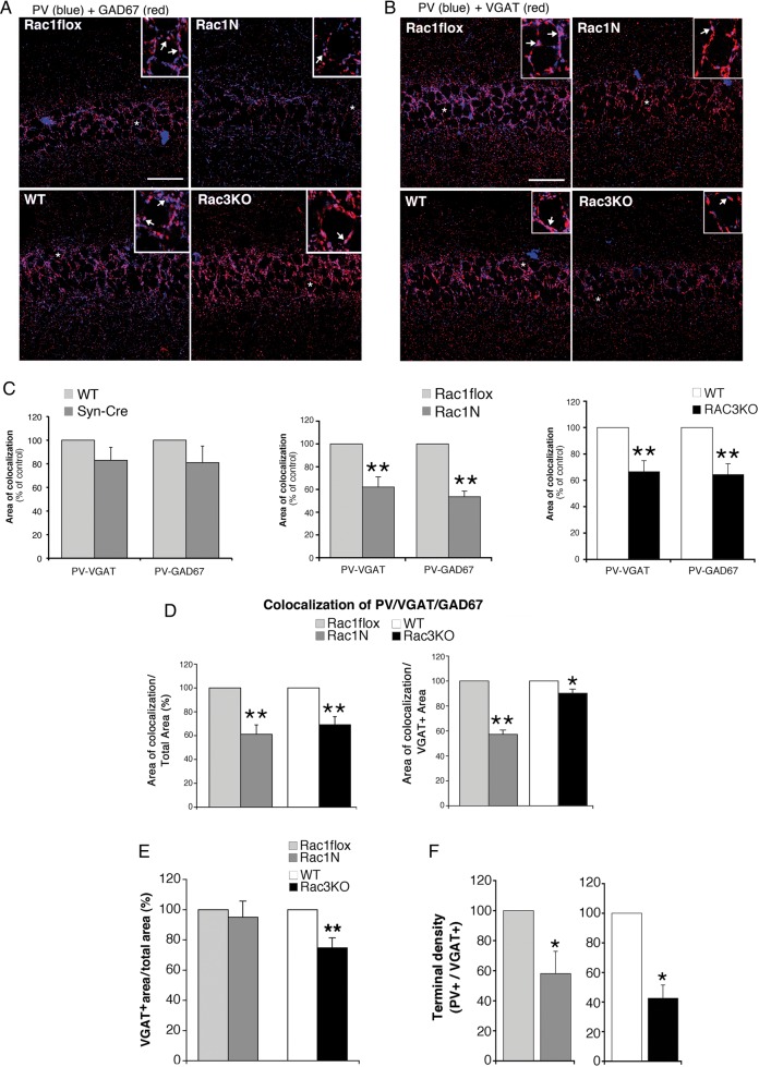 Inhibitory presynaptic input from PV-positive interneurons is reduced in the hippocampus of Rac1N and Rac3KO mice. Confocal images of sections of the CA1 from Rac1flox, Rac1N, WT, and Rac3KO mice costained either for PV and GAD67 (A), or for PV and VGAT (B). Areas of colocalization are in purple. Scale bars, 50 µm. Insets are 3-fold enlargements of the regions marked by asterisks. Arrows indicate areas of colocalization of PV with either GAD67, or VGAT. (C) Quantification of the area of colocalization, normalized to the respective controls ( = 100%); n = 19–23 (Rac1N vs. Rac1flox; Rac3KO vs. WT) and n = 9–10 (Syn-Cre vs. WT) CA1 fields per genotype. **P < 0.005. (D) Quantification of the area of colocalization of the 3 markers (PV, VGAT, GAD67) within either the corresponding total area of CA1 pyramidal layer (left), or the total VGAT-positive area within the CA1 pyramidal layer (right). Values for Rac1N and Rac3KO samples were normalized to the respective controls (Rac1flox and WT). (E) Quantification of the VGAT-positive area in the CA1 pyramidal layer: graph bars are normalized means ± SEM (n = 26–30 CA1 fields from 3 mice/genotype). **P < 0.005. (F) Graph bars are normalized means ± SEM of the density of PV/VGAT-positive terminals (number of dots/cell) in the pyramidal layer (n = 16–20 fields/genotype). *P < 0.05.