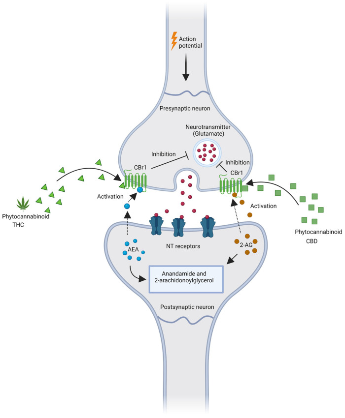 Simplified scheme of the basic modulation of the endocannabinoid system by phytocannabinoids (CBD and THC). The main mechanism by which endocannabinoids regulate synaptic function is retrograde signaling [37]. Once released from the postsynaptic neuron, endocannabinoids bind to CBr1 located on the presynaptic membrane to inhibit the release of neurotransmitters. Endocannabinoids are removed from the synaptic junction after CBr1 activation via cellular transport followed by hydrolysis. AEA is hydrolyzed in postsynaptic neurons by fatty acid amide hydrolase (FAAH), terminating its action. After CBr1 activation, 2-AG is hydrolyzed in presynaptic neurons by monoacylglycerol lipase (MAGL). This retrograde signaling provides an inhibitory feedback mechanism to regulate neurotransmitter release in the brain. [38,39]. NT- neurotransmitter receptor. Created with BioRender.com, accessed on 28 November 2022.