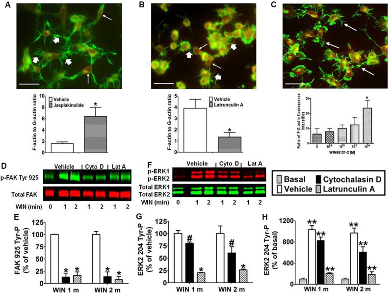 CB1-stimulated FAK phosphorylation at tyrosine 925 and ERK2 phosphorylation at tyrosine 204 requires an intact actin cytoskeleton in N18TG2 cells. (A–C) Cells grown on glass coverslips were treated with jasplakinolide (4 nM, 10 min), latrunculin A (0.01 μg/ml, 30 min), or WIN55212-2 (1–1,000 nM, 20 min). Actin remodeling was detected by fluorescent double labeling of F-actin (Alexa Fluor 488 phalloidin, short white arrow) and G-actin [Texas Red DNase I, long white arrow; neurite outgrowths, white arrow in panel (C)]. F-actin to G-actin ratios were quantified from green and red staining intensities using Image Pro 4.5 software. *p < 0.01 indicates significantly different from vehicle-treated using Student’s t-test. (D–H) Cells were pretreated with cytochalasin D (2 μM, Cyto D) or latrunculin A (1 μM, Lat A) before treatment with 0.01 μM WIN55212-2 (WIN) for 1 or 2 min (m) at 37°C. Cell lysates were analyzed using western blots and representative blot images and analysis of FAK 925 Tyr-P (normalized to total FAK levels) and ERK2 204 Tyr-P (normalized to total ERK2 levels) are shown. Data are reported as mean ± SEM of (E) % of vehicle-treated FAK 925 Tyr-P at the same time point, (G) % of vehicle-treated ERK2 204 Tyr-P at the same time point, and (H) % of basal/time 0 ERK2 204 Tyr-P from three separate experiments. Significance was assessed using One Way ANOVA followed by Dunnett’s multiple comparisons posthoc test [#p < 0.05, *p < 0.01 indicates significantly different from vehicle-treated (at the same time point); **p < 0.05 indicates significantly different from basal/time 0]. For each dataset in panels (D–H), cells were cultured and experiments were completed on at least three separate occasions.