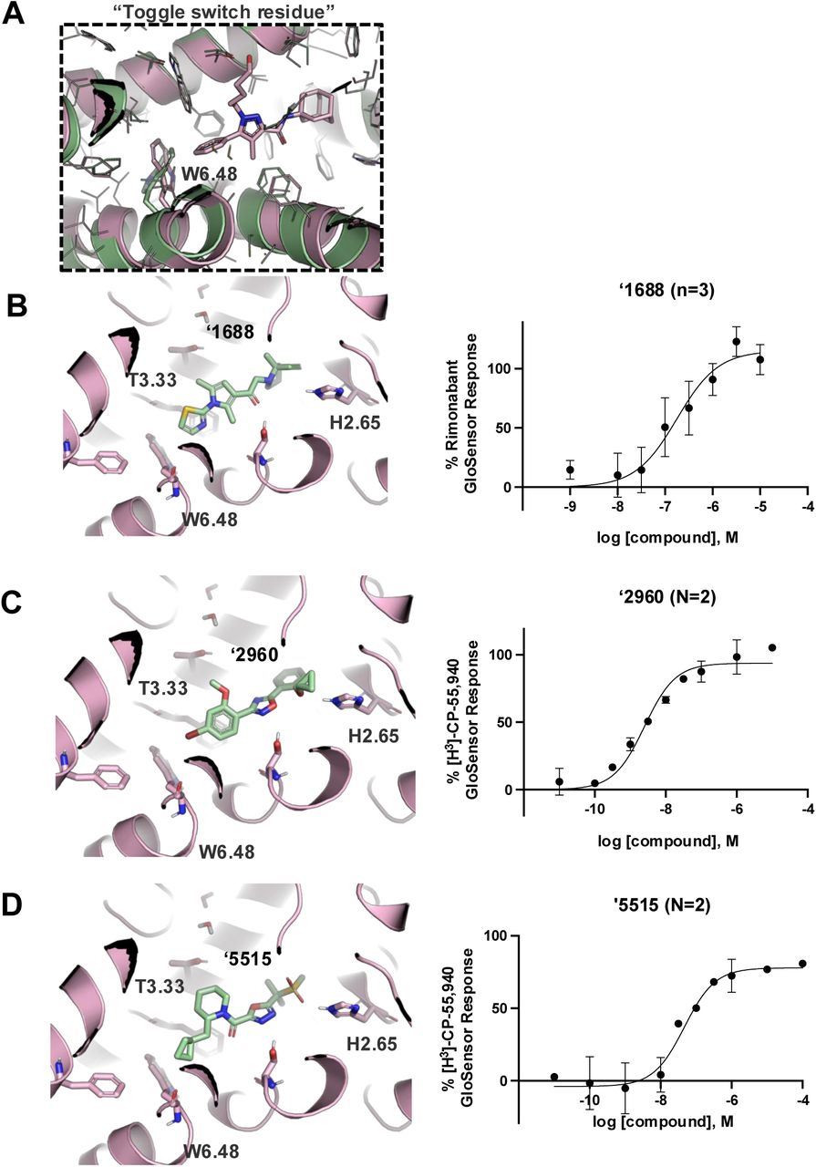 Active (green) and inactive (pink) structures. Distances to W6.58 was an additional filter for the 2.6B screen against the inverse agonist bound structure to stabilize the inactive conformation (A). Representative inverse agonists (B) and agonists (C and D) docked into the inactive state, with concentration response curves. Inverse agonism was determined by monitoring cAMP accumulation with GloSensor in the presence of Forskolin and CP-55,940 normalized to Rimonabant. Agonism was determined by monitoring cAMP accumulation with GloSensor in the presence of Forskolin normalized to CP-55,940. n=technical repeats, N=independent experiments.