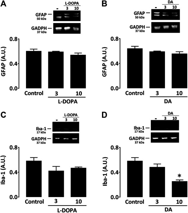 Neither L-DOPA nor dopamine promotes activation of astrocytes or microglial cells in culture. (A) Western immunoblotting characterization of GFAP expression in astrocyte cultures treated with L-DOPA (3 and 10 µM) or (B) dopamine (3 and 10 μM). (C) Western immunoblotting characterization of Iba-1 expression in microglial cultures treated with L-DOPA (3 and 10 µM) or (D) dopamine (3 and 10 μM). Note that 10 µM dopamine caused a significant decrease of the Iba-1 signal. *p < 0.05 vs. control, n = 5; One-way ANOVA followed by Bonferroni test. Data are expressed in arbitrary units (AU).