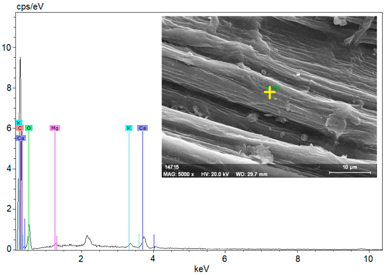 SEM image of a hemp fiber showing its surface morphology and fibrous structure, along with the EDX spectrum displaying its elemental composition.