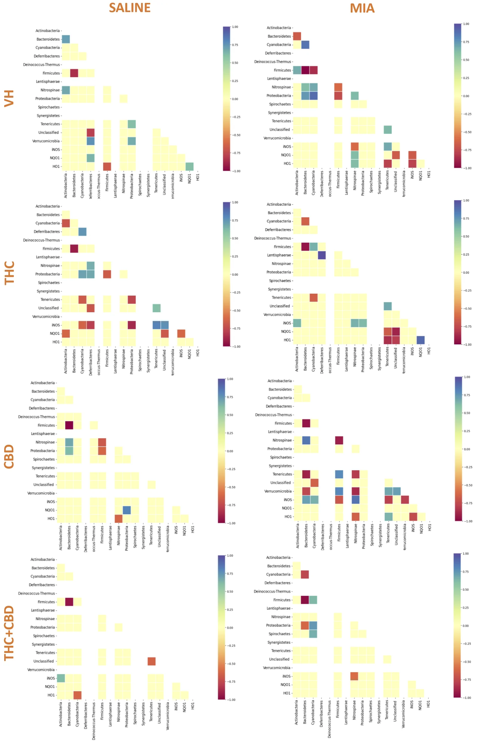 Heatmaps in a four-row by two-column layout present correlation matrices for different treatments --SALINE and MIA --across VH. THC, CBD, and THC+CBD conditions. Each matrix shows correlation strengths between gut microbiota phyla and gene expression markers (iNOS, NQO1, HO1), color-coded from blue (negative) to red (positive). More high magnitude correlations are observed in the MIA condition, especially for THC and THC+CBD, as indicated by the increased presence of dark blue and red squares. Scale bars range from minus one point zero to one point zero