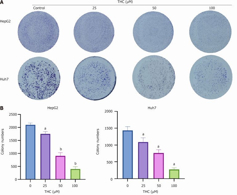 Cell cloning experiment to detect the proliferation capacity of HepG2 and Huh7 cells treated with different concentrations of tetrahydrocurcumin. A: Tetrahydrocurcumin (THC) had a greater effect on the proliferation of hepatocellular carcinoma cells as the treatment concentration increased (25, 50, or 100 μmol/L for 2 weeks); B: Graph of the cell cloning ability of HepG2 and Huh7 cells treated with THC (25, 50, or 100 μmol/L) for 2 weeks. All data are presented as the mean ± SD, n = 3. Compared to the control group, aP < 0.05; bP < 0.01; THC: Tetrahydrocurcumin.